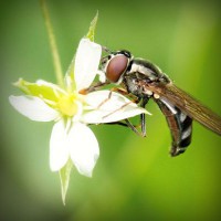 /album/harlusthora/photolia-a02-jpg/