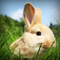 /album/harlusthora/photolia-a03-jpg/