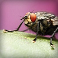 /album/harlusthora/photolia-a08-jpg/